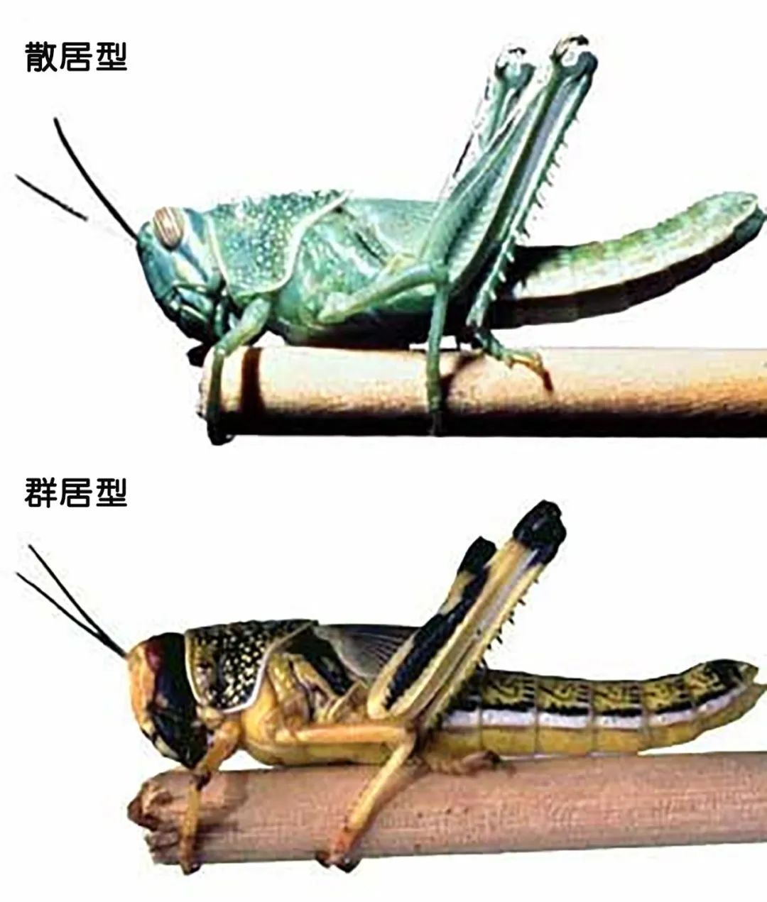 群居型蝗虫在外表上和散居型的有明显区别,散居型蝗虫在后来的龄期中
