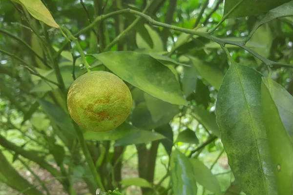 柑橘青苔病发生因素及防治措施