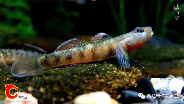 溪吻虾虎鱼-地域种5▼溪吻虾虎鱼-地域种6▼黄唇吻虾虎鱼-潮汕(中卵型