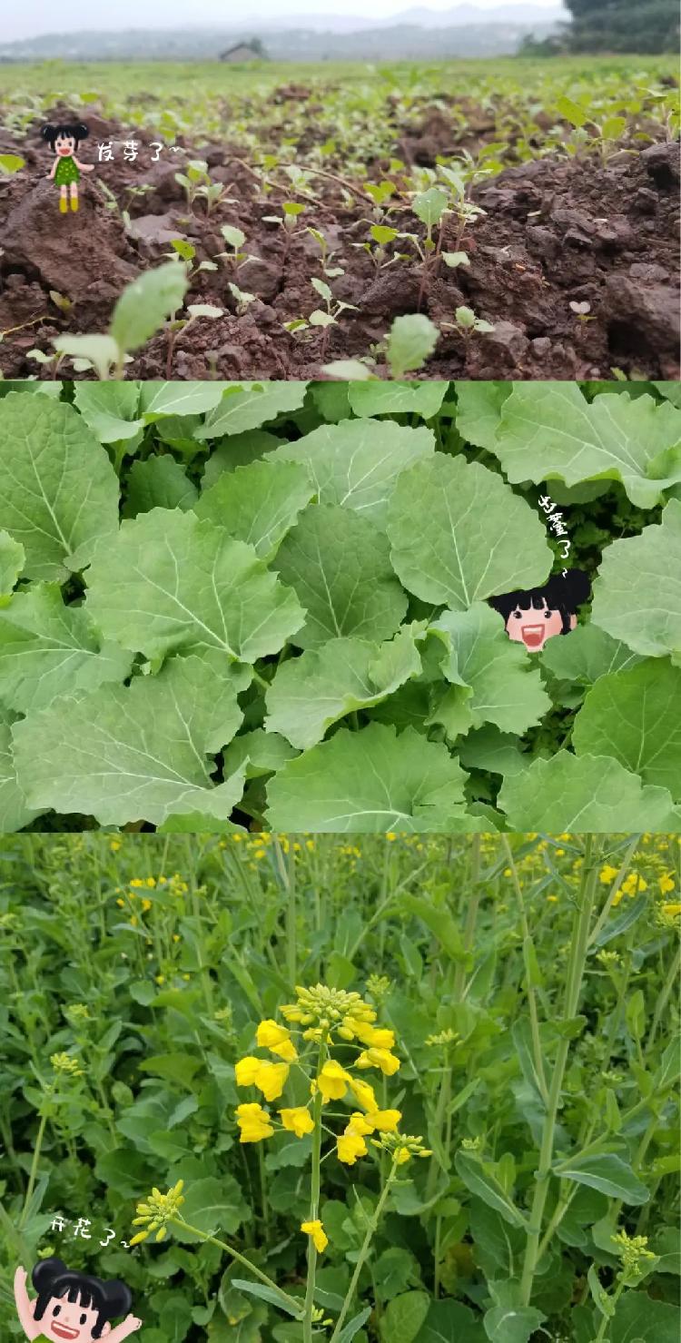 开了开了广阳岛上千亩油菜花黄得人心醉