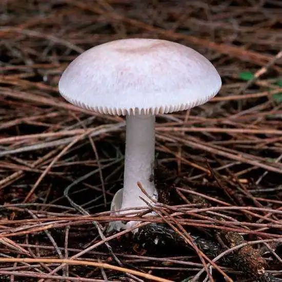 菌柄长7到9厘米还有一个别名叫致命鹅膏菌常用名为白毒伞毒性极强