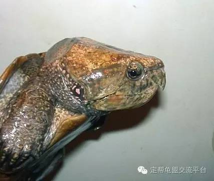 鹰嘴龟种类辨别