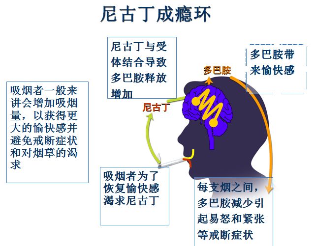 出现戒断症状,主要是尼古丁在捣鬼:尼古丁是卷烟烟雾中的主要