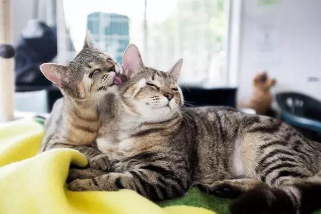 福懋宠物医院:两只流浪猫从出生时就没有眼睑!_小猫