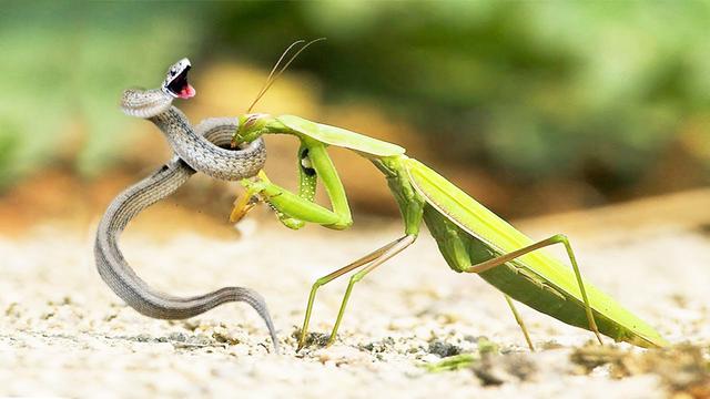螳螂猎杀毒蛇意想不到小小螳螂居然把毒蛇打败啃食了