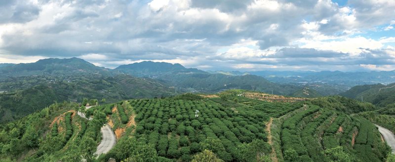 张天福生态茶场愿开千亩荒山奉你一叶有机茶