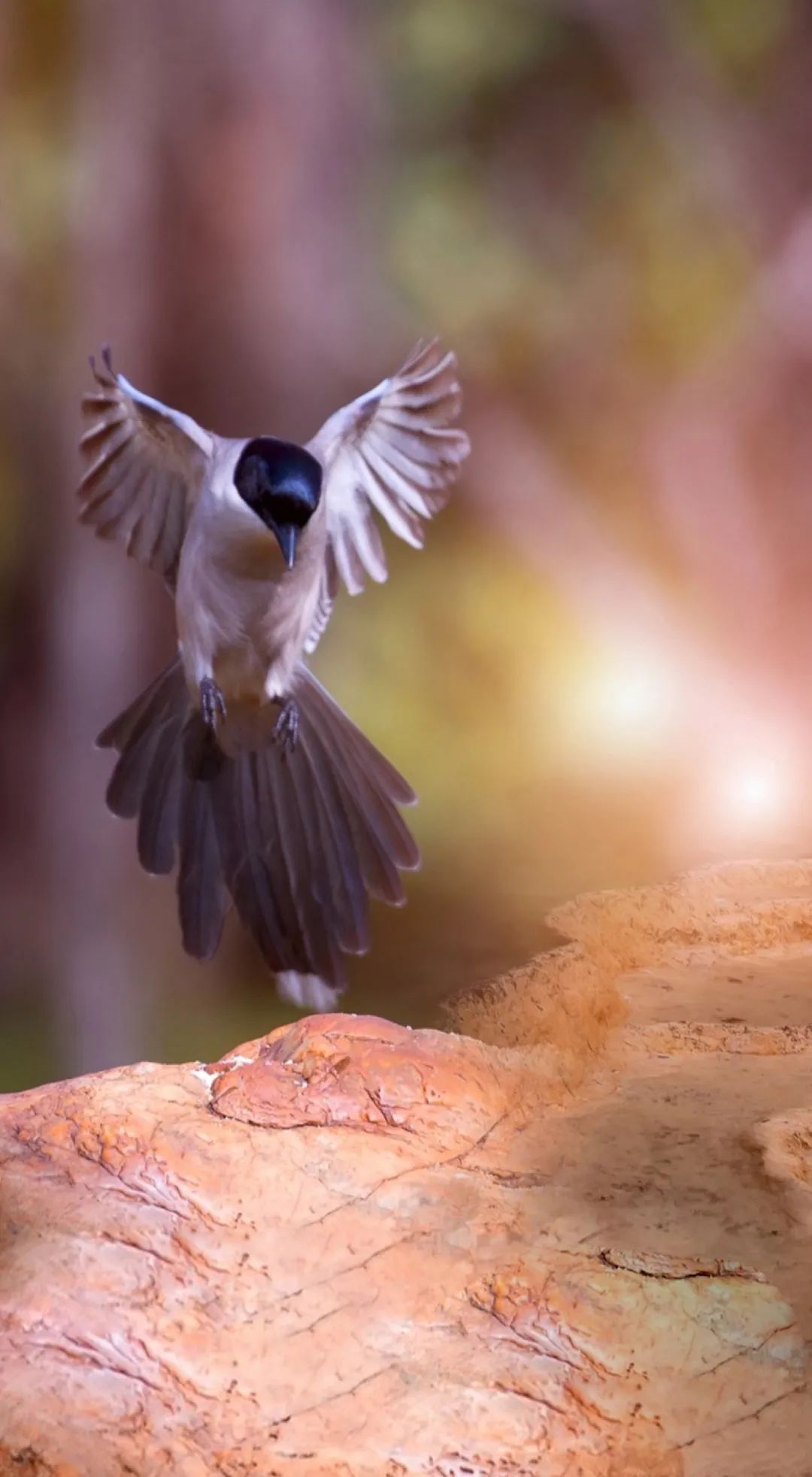 空实流物候之美惊蛰三候鹰化为鸠觅食而鸣