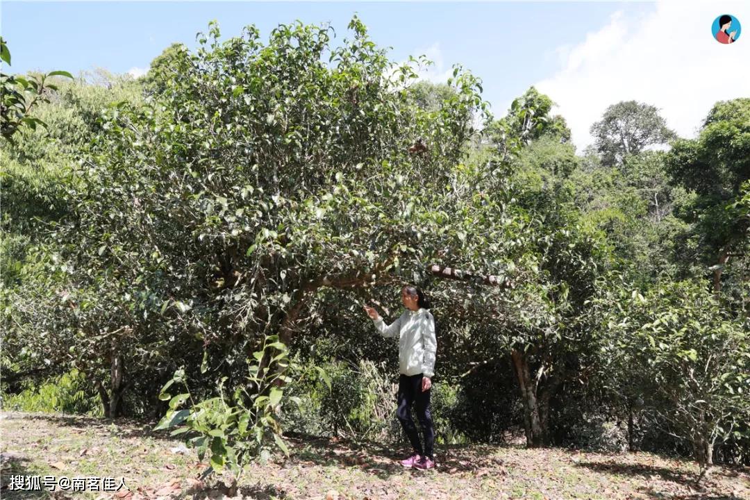 不懂布朗山,何以谈爱茶!_普洱