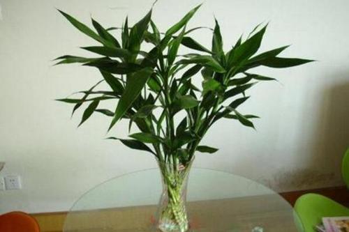 富贵竹怎么养越养越旺 2fdb0437290f4b4d8bbb0bd3b4bcd424.jpeg