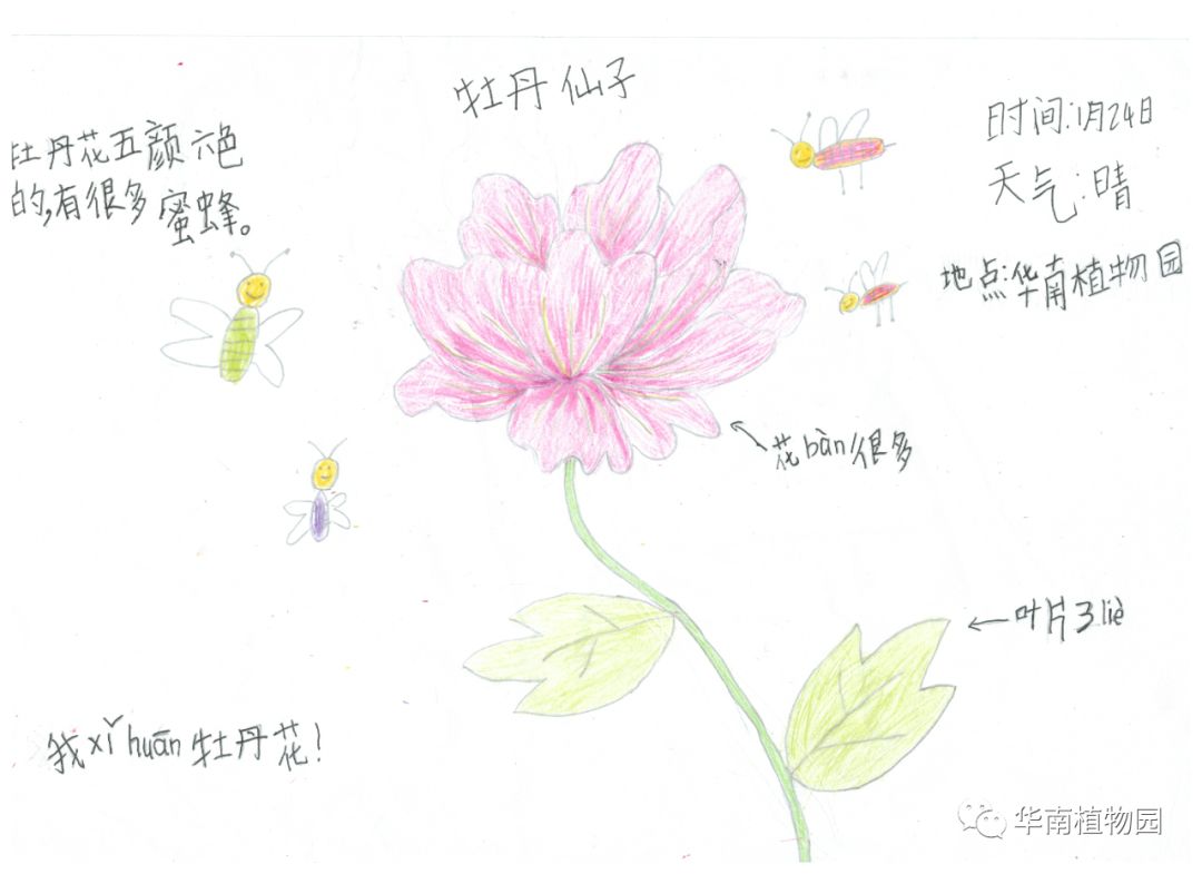 牡丹花自然笔记图片