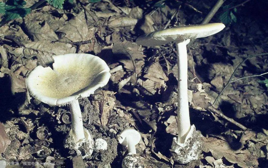 ▼致命白毒伞又现身了!