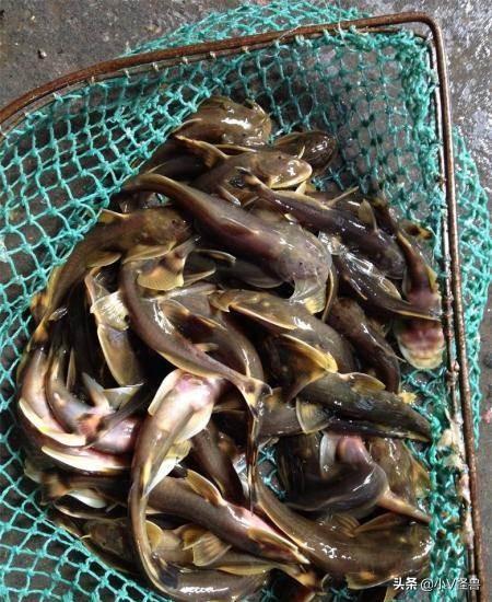 如今被喂鸭子的这种鱼,现在竟成了鱼中极品