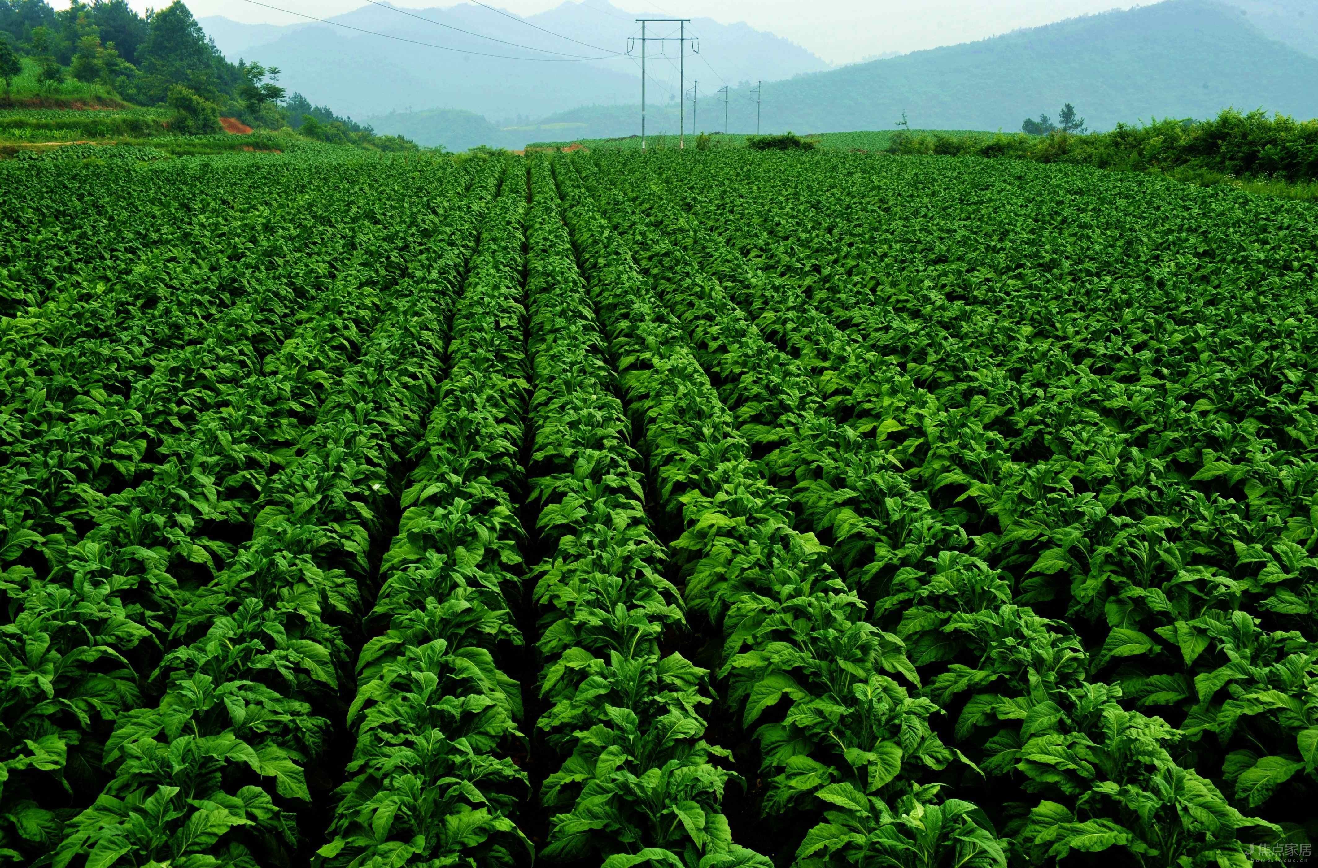 国内香烟是高利润行业,那么烟叶是不是所有农民都可以种植呢?