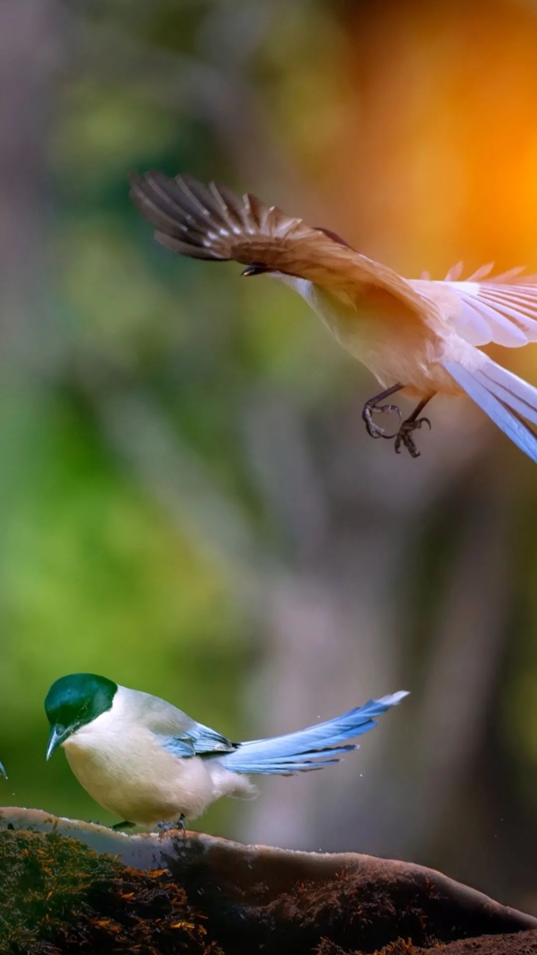 一侯桃始华,二侯仓庚鸣,三侯鹰化为鸠.