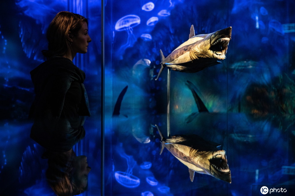 柏林水族馆举行特别展览展出标本海洋生物