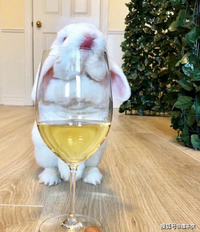 兔子血饮料图片