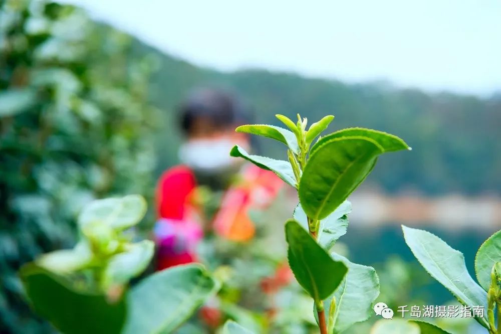 茶香弥漫又是一年春茶采摘时