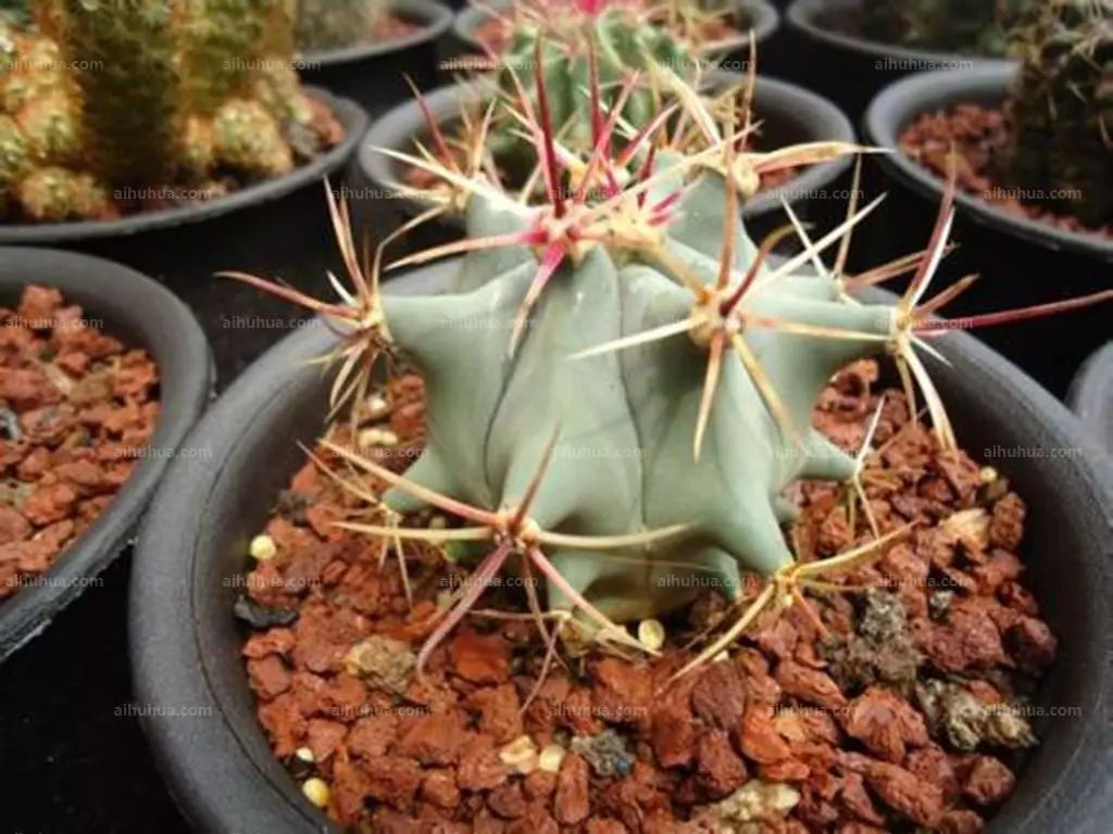 白玉兔mammillaria geminispina别名:白神丸仙人掌科,幼株单生,老