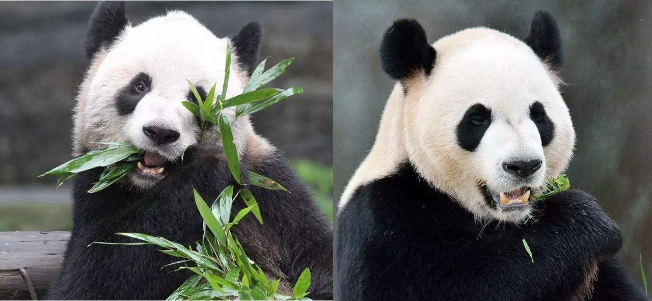 在加拿大寻找身价过亿美元的动物加拿大国宝海狸都没它值钱