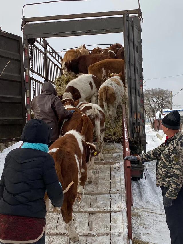中国农村肉牛养殖抓牛的时候水很深新手养牛人要注意抓牛的陷阱