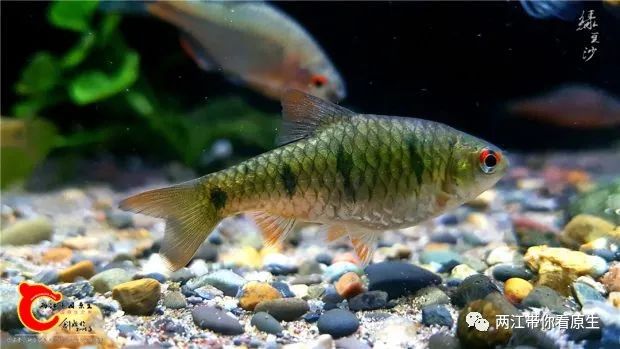 麦穗鱼▼越南黑叉尾斗鱼▼线鱧▼大眼鳊▼线梅氏鳊▼林氏细鲫▼异华鲮