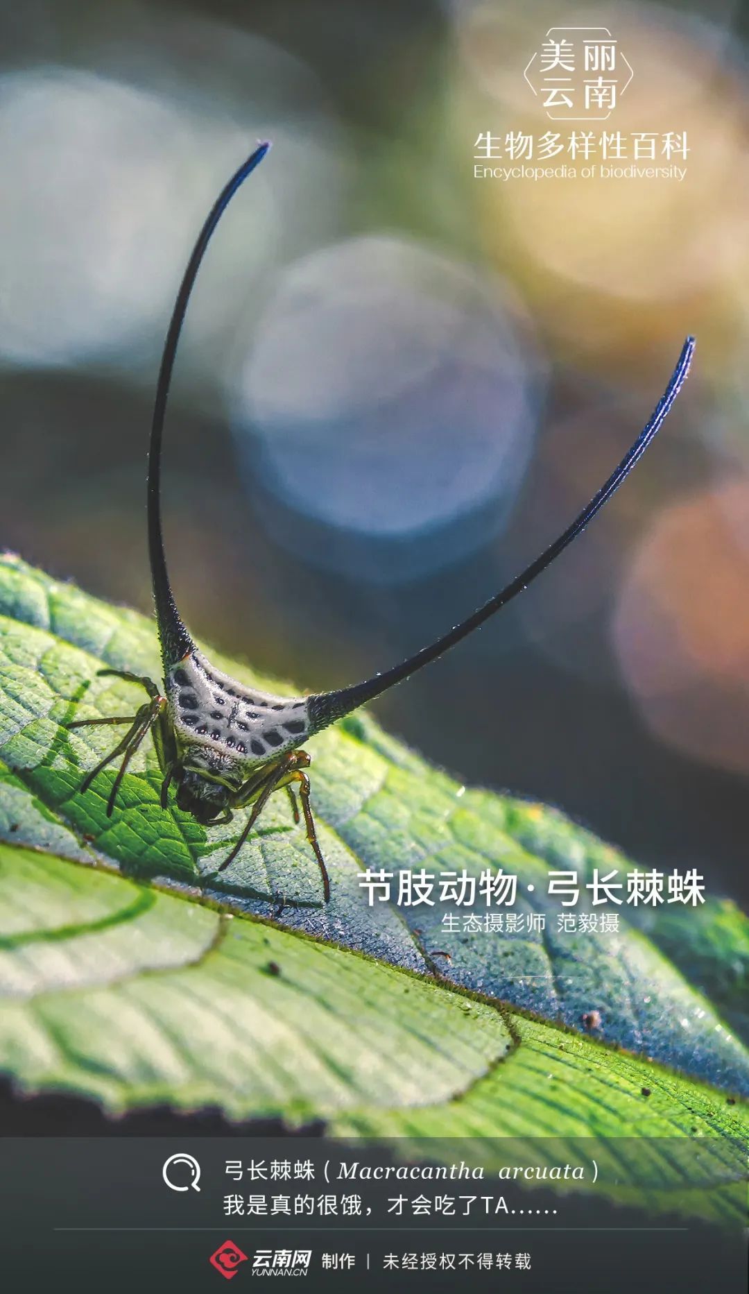 【生物多样性百科】节肢动物·弓长棘蛛:爱我,你怕了吗?