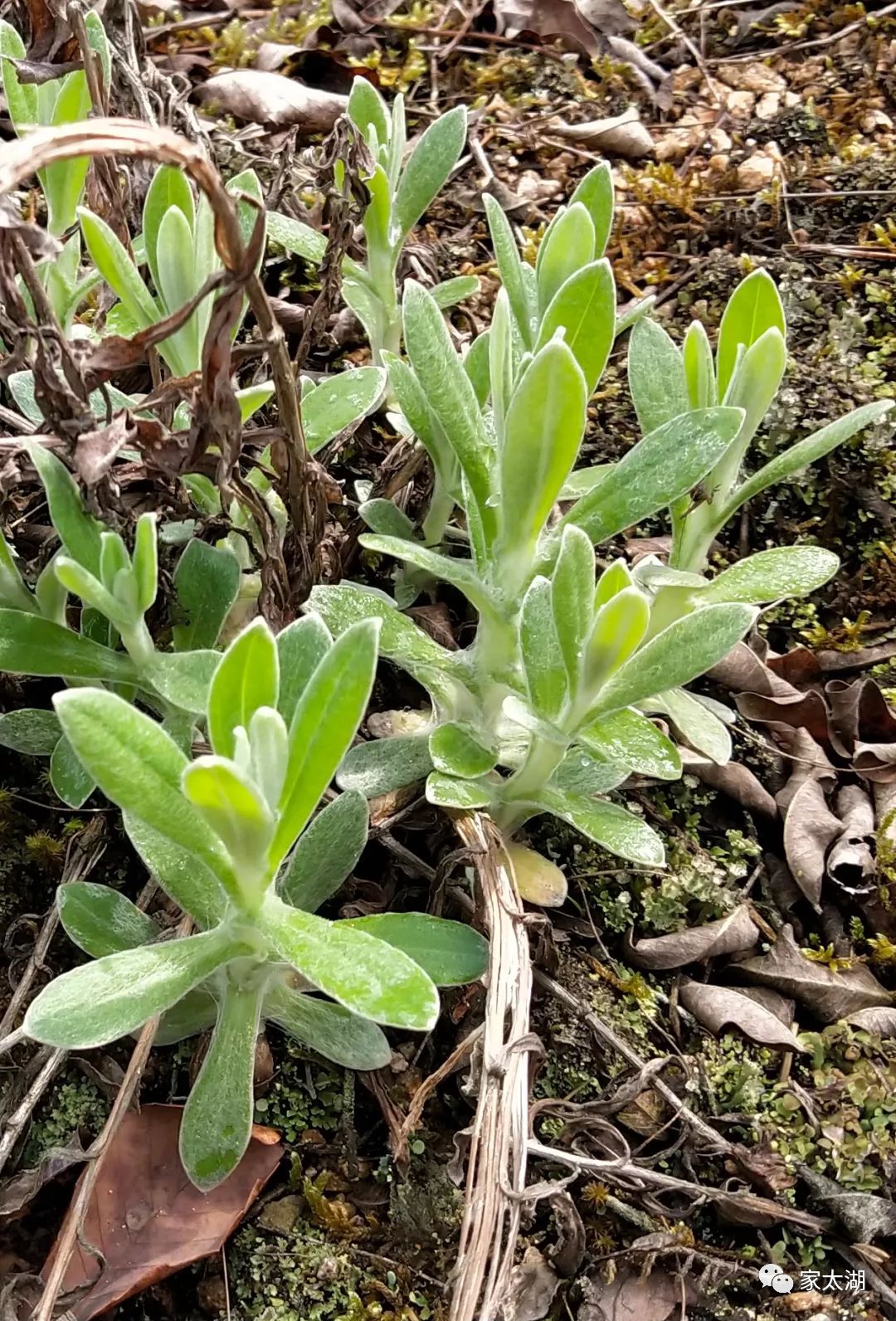 太湖春天里的味道---毛香(水萩)粑_家乡人
