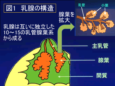 乳腺癌分为:非浸润癌,浸润癌,湿疹样癌(又称乳腺派杰氏病)三大类.