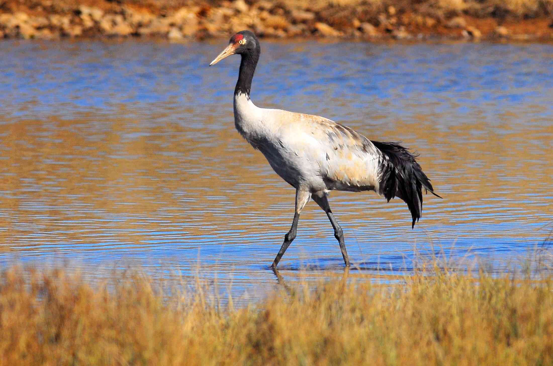 黑颈鹤是国家一级重点保护动物,是世界上唯一生长,繁殖在高原的鹤