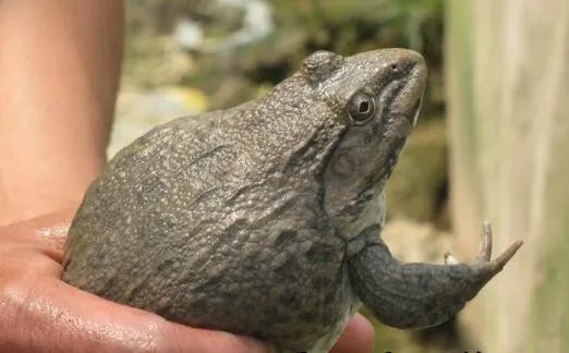 台山2000万斤泰国虎纹蛙压塘专家建议给养殖户一定缓冲期