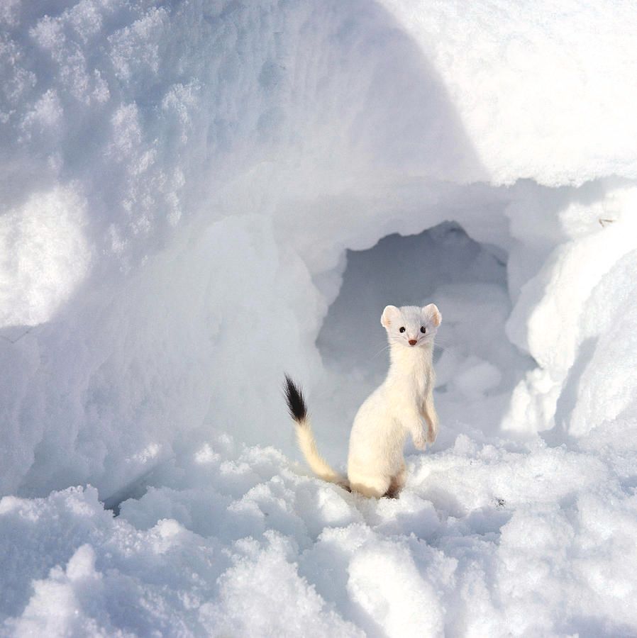 白鼬新西兰政府现在也是没办法,被逼到"翻脸不认鼬",已经把白鼬列为了