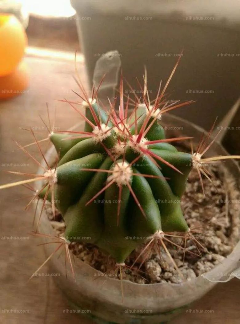 白玉兔mammillaria geminispina别名:白神丸仙人掌科,幼株单生,老