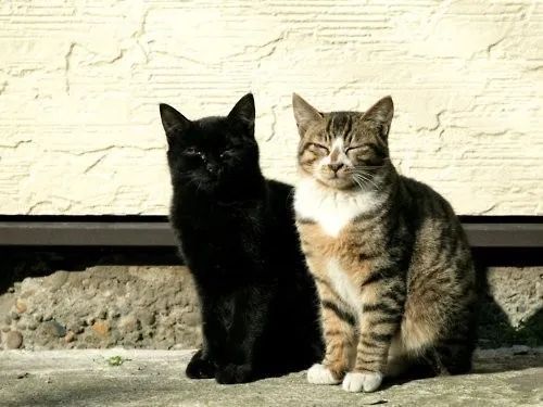 日本网友评选出了“最会伪装的喵星人”…堪称猫界伪装者！