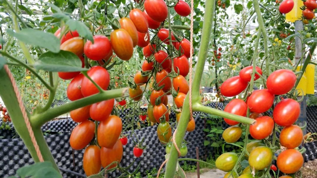 五彩田园中农富玉农场开园啦桑果免费吃吃吃美景如画拍拍拍