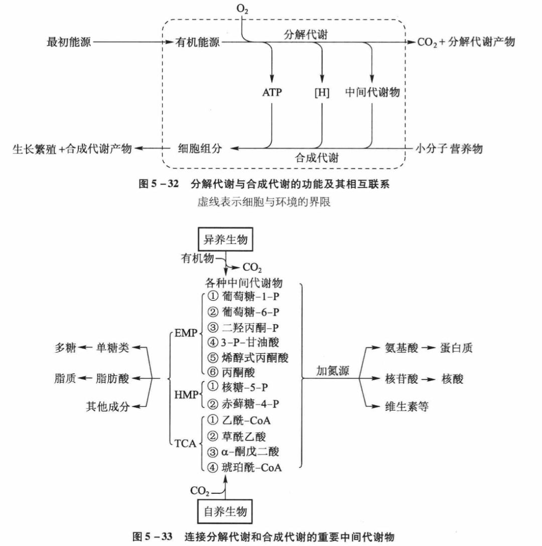 分解代謝與合成代謝的聯繫3.比較呼吸,無氧呼吸,發酵的異同2.