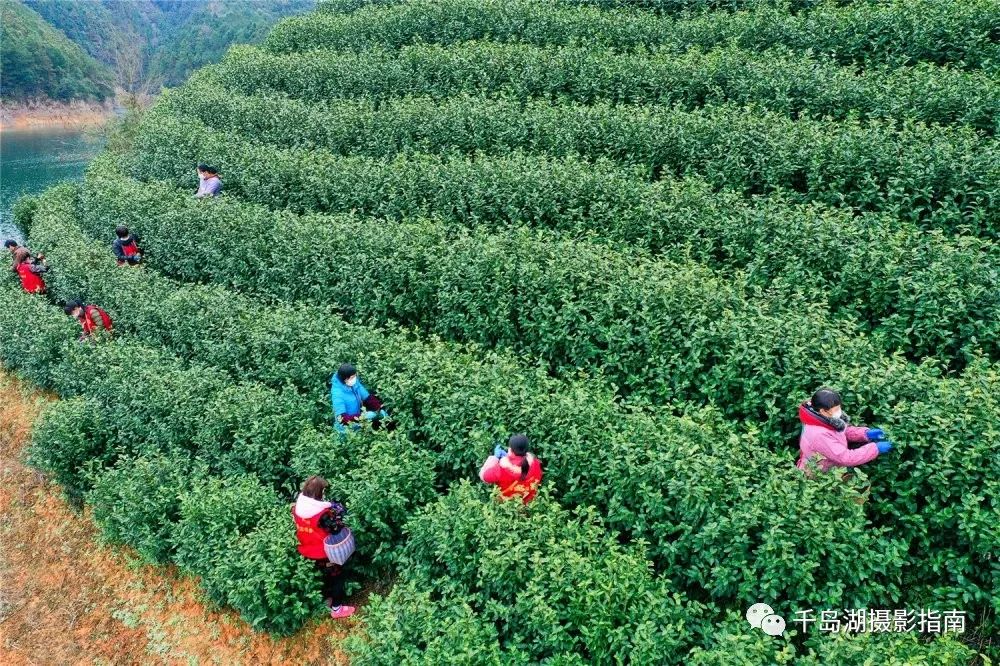 里商乡村坑村茶园 王俊/摄 春茶 王俊/摄 采茶忙 王俊/摄