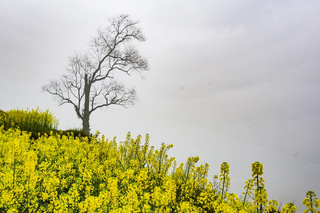 雨雾蒙蒙,春游江岭_油菜花