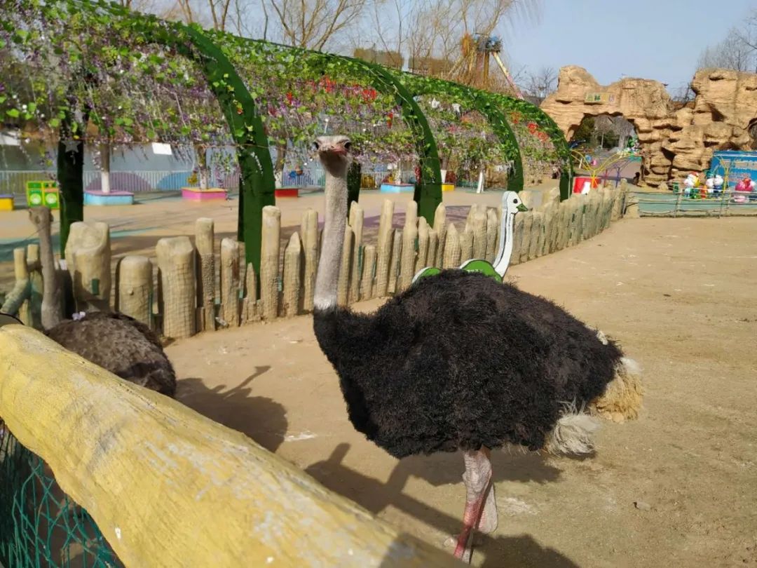 宅家看萌寵跳舞吃蘋果嗑瓜子神州鳥園的動物和鳥兒們玩得真嗨