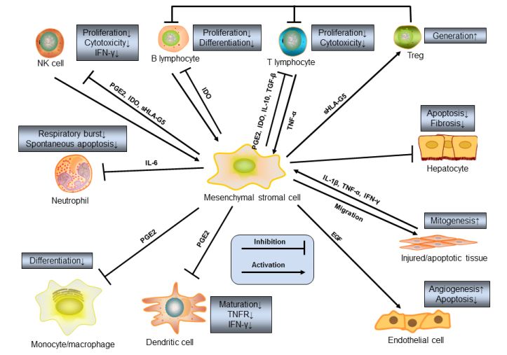 一文看懂干细胞可以治疗重症新冠肺炎吗