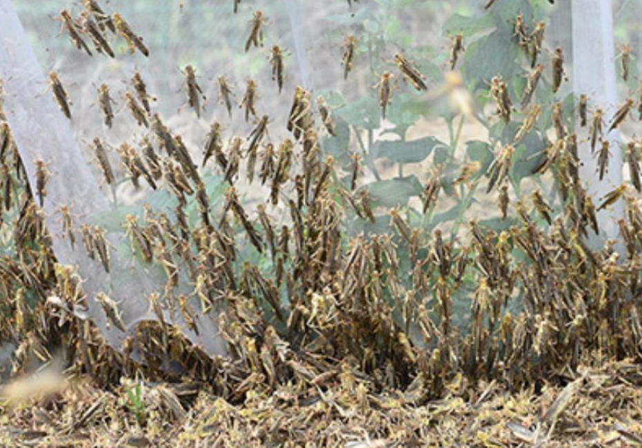 原创蝗灾肆虐的巴基斯坦有救了我国有三大蝗虫天敌可帮巴铁大忙