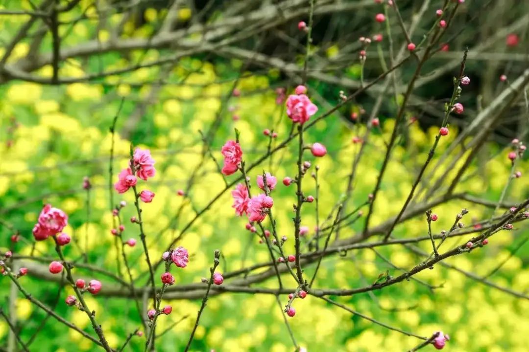 春回大地万物复苏│南山上的春日生机
