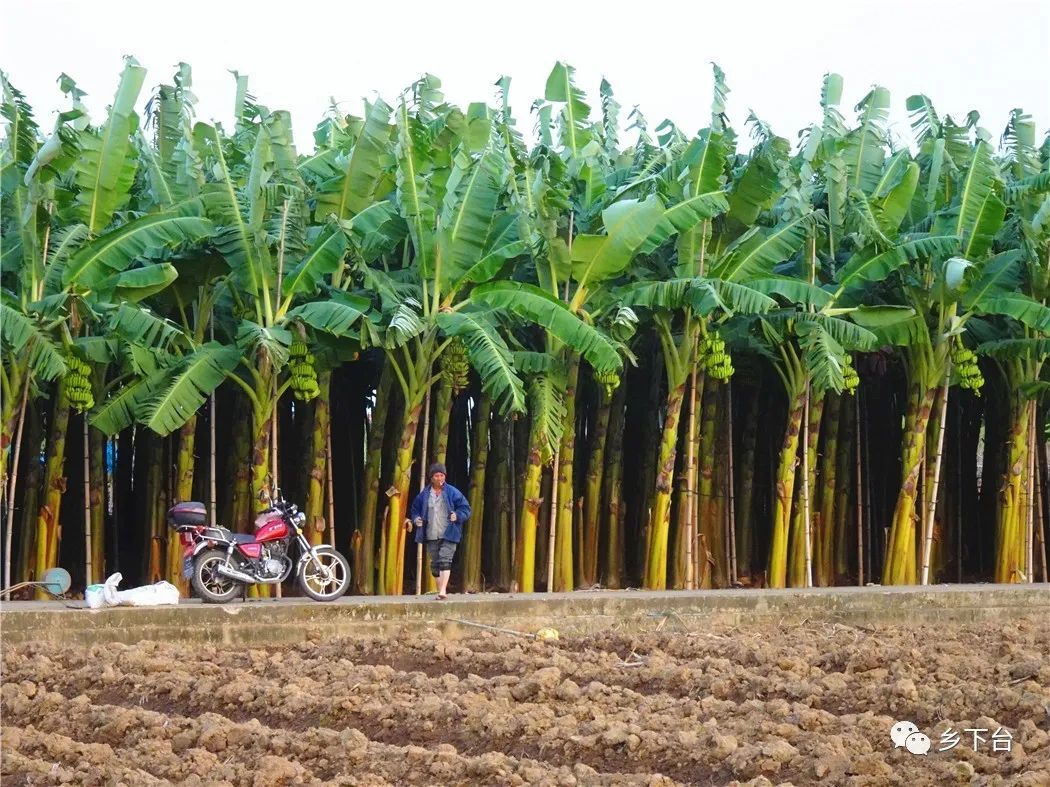 去了星海公园,但不是市桥那个|乡下台_榄核镇