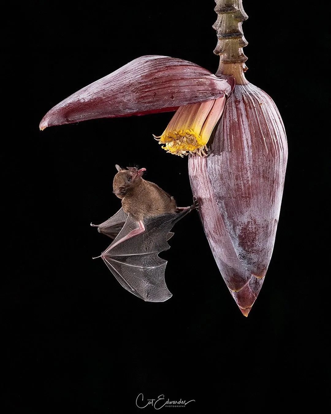 采用花蜜喂养的长舌蝙蝠来源:www