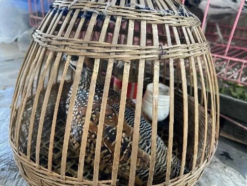 盐边查处7起非法饲养野生动物案件查获野生动物37只
