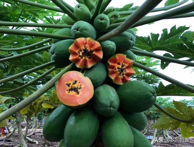 海南40万吨红心番木瓜上市产地大掉价29元一大箱