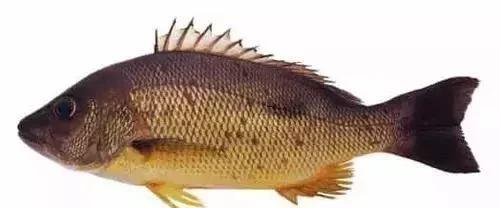 四等品:通体黑色或黑色斑块(黑东)三等品:略带粉色(养东)二等品:红中