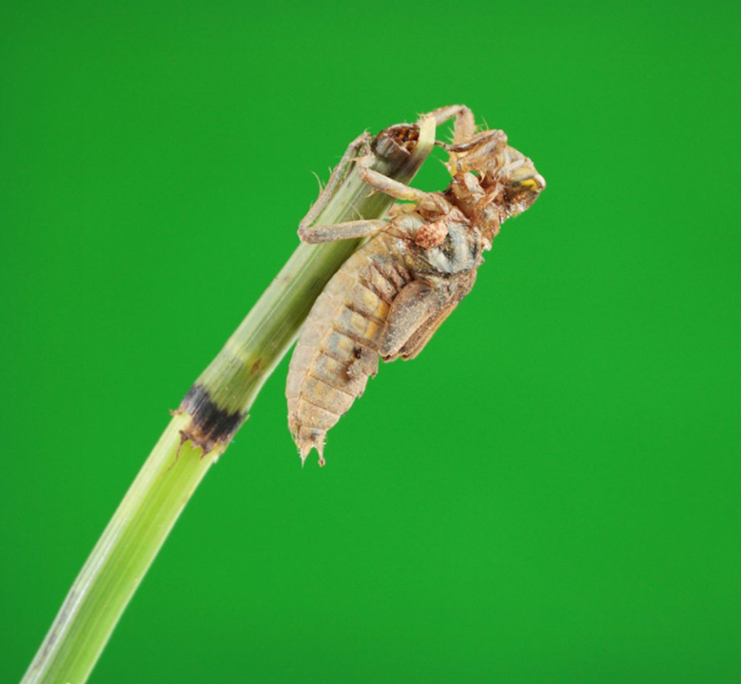 听学课堂水虿是什么她还有一个名字你们一定知道