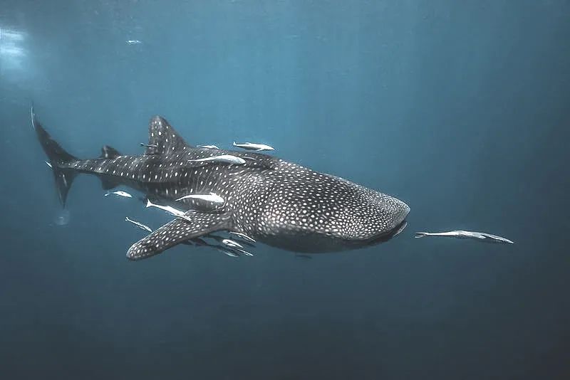 食性:主要为浮游生物和食物残渣,有时也捕食一些小鱼和无脊椎动物尺寸