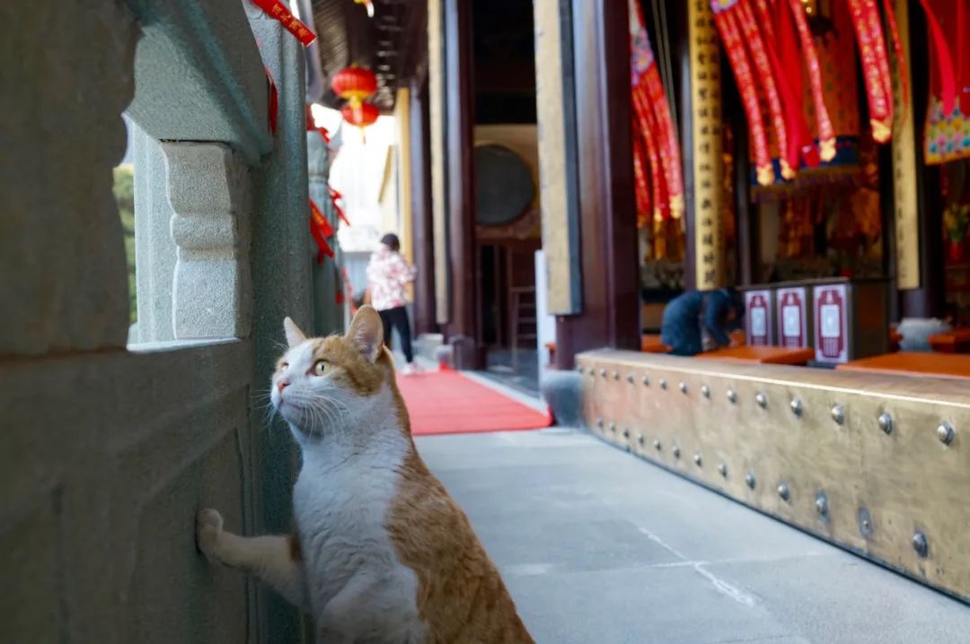 解密佛系橘猫释大橘有佛缘有福报有灵气