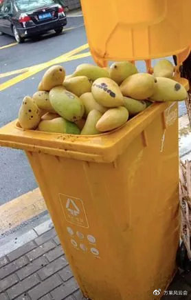 因为无法售出被塞在垃圾桶中的芒果 / 受访者供图未来怎么办?